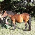 Lovely Pony