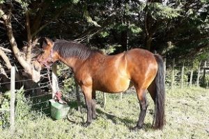 Lovely Pony