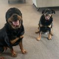 Jeanette Dogs