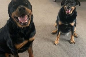 Jeanette Dogs