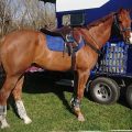Beautiful Chestnut