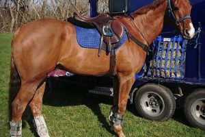 Beautiful Chestnut