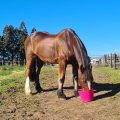 Sara - Horse