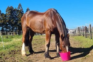 Sara - Horse