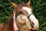 Equine Massage Course