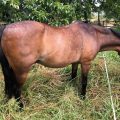 William the Pony