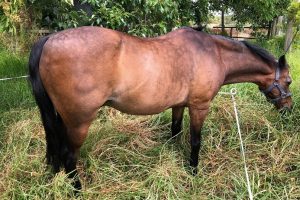 William the Pony